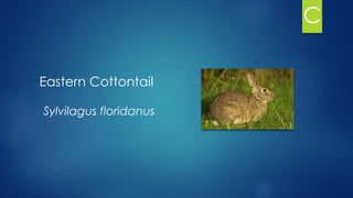 Eastern Cottontail
Sylvilagus floridanus
C
 