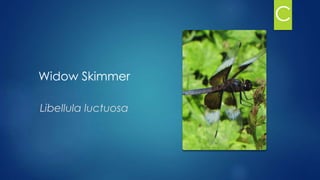 Widow Skimmer
Libellula luctuosa
C
 