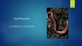 Earthworm
Lumbricus terrestris
D
 