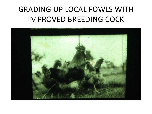  Backyard poultry in english