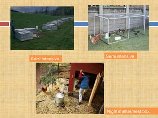 Semi intensive
Night shelter/nest box
Semi intensive
 