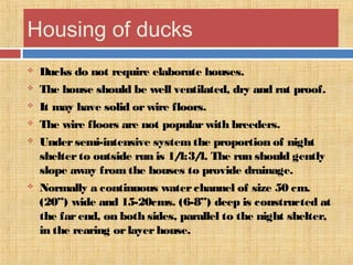 Housing of ducks
 Ducks do not require elaborate houses.
 The house should be well ventilated, dry and rat proof.
 It may have solid orwire floors.
 The wire floors are not popularwith breeders.
 Undersemi-intensive systemthe proportion of night
shelterto outside run is 1/4:3/4. The run should gently
slope away from the houses to provide drainage.
 Normally a continuous waterchannel of size 50 cm.
(20”) wide and 15-20cms. (6-8”) deep is constructed at
the farend, on both sides, parallel to the night shelter,
in the rearing orlayerhouse.
 
