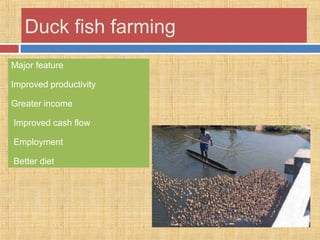 Duck fish farming
Major feature
Improved productivity
Greater income
Improved cash flow
Employment
Better diet
 