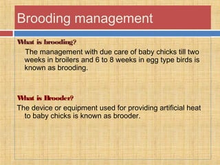 Brooding management
What is brooding?
The management with due care of baby chicks till two
weeks in broilers and 6 to 8 weeks in egg type birds is
known as brooding.
What is Brooder?
The device or equipment used for providing artificial heat
to baby chicks is known as brooder.
 