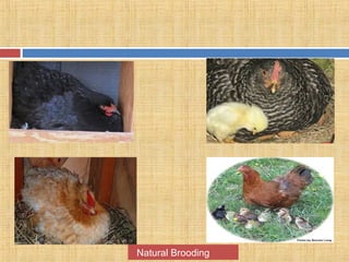 Natural Brooding
 