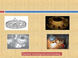 Electrical brooding/cold room brooding
 
