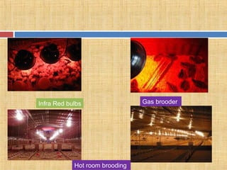 Infra Red bulbs Gas brooder
Hot room brooding
 