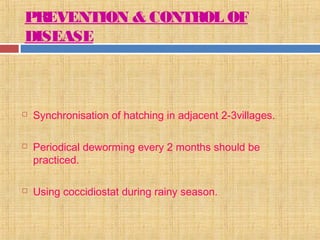 PREVENTION & CONTROL OF
DISEASE
 Synchronisation of hatching in adjacent 2-3villages.
 Periodical deworming every 2 months should be
practiced.
 Using coccidiostat during rainy season.
 