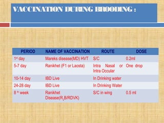VACCINATION DURING BROODING :
PERIOD NAME OF VACCINATION ROUTE DOSE
1st
day Mareks disease(MD) HVT S/C 0.2ml
5-7 day Ranikhet (F1 or Laosta) Intra Nasal or
Intra Occular
One drop
10-14 day IBD Live In Drinking water
24-28 day IBD Live In Drinking Water
8 th
week Ranikhet
Disease(R2
B/RDVK)
S/C in wing 0.5 ml
 