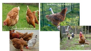 Perchery System Rearing Backyard & semi intensive rearing of Poultry.pptx