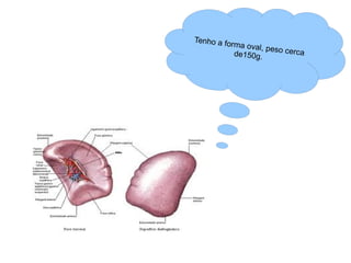 Tenho a forma oval, peso cerca de150g. 