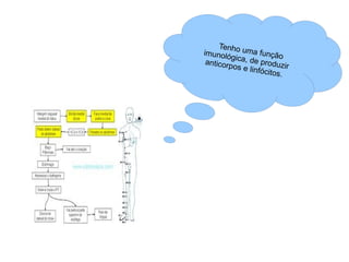 Tenho uma função imunológica, de produzir anticorpos e linfócitos.  