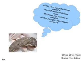 Bárbara Santos Prusch Graziela Ritter de Lima  Fim A pesar de tudo provoco doenças como IDP (imunodeficiência primária)que causa dificuldades para combater as infecções  devido a produção inadequadas de anticorpos. 