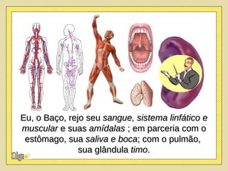 Eu, o Baço, rejo seu  sangue, sistema linfático e muscular  e suas  amídalas  ; em parceria com o estômago, sua  saliva e boca ; com o pulmão,  sua glândula  timo . 