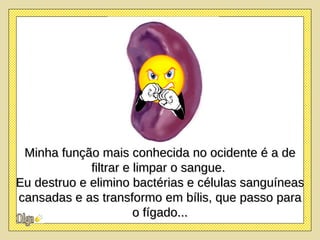 Minha função mais conhecida no ocidente é a de filtrar e limpar o sangue.  Eu destruo e elimino bactérias e células sanguíneas cansadas e as transformo em bílis, que passo para o fígado... 