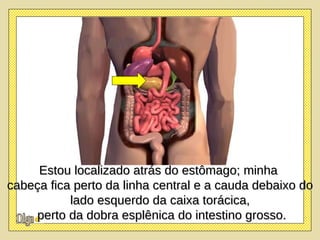 Estou   localizado atrás do estômago; minha  cabeça fica perto da linha central e a cauda debaixo do lado esquerdo da caixa torácica, perto da dobra esplênica do intestino grosso. 
