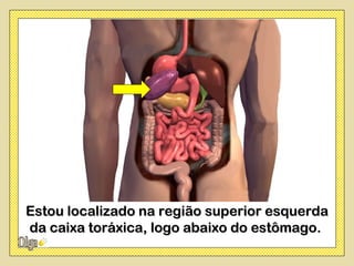 Estou localizado na região superior esquerda
da caixa toráxica, logo abaixo do estômago.
 