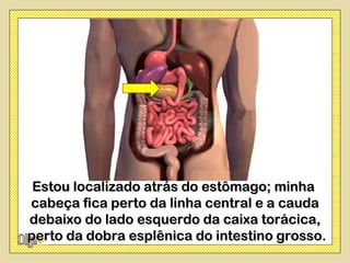 Estou localizado atrás do estômago; minha
cabeça fica perto da linha central e a cauda
debaixo do lado esquerdo da caixa torácica,
perto da dobra esplênica do intestino grosso.
 