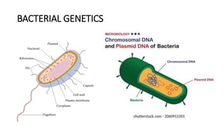 BACTERIAL GENETICS
 