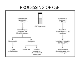 PROCESSING OF CSF
 