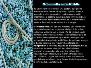La Salmonella enteritidis es una bacteria que puede
estar dentro de huevos de apariencia perfectamente
normal y si ellos son comidos crudos o con cocción
incompleta, la bacteria puede producir enfermedad.Los
consumidores deben estar al tanto de la enfermedad y
conocer las medidas para minimizar el riesgo.
Manifestaciones Una persona infectada con Salmonella
enteritidis habitualmente presenta fiebre, dolor cólico
abdominal y diarrea que se inicia 12 a 72 horas después
de ingerir el huevo contaminado. La enfermedad dura de
4 a 7 días y la mayoría de los pacientes se recupera sin
necesidad de tratamiento antibiótico. Sin embargo a veces
la diarrea es severa y se requiere hospitalización.
Patogenia: En el intestino delgado los microorganismos se
adhieren a los enterocitos mediante las fimbrias y
provocan un arrugado en la superficie celular. Las
bacterias invaden las células y migran a través de ellas
hasta la lámina propia, induciendo intensa inflamación
que da lugar a malabsorción y diarrea. En individuos sanos
la enfermedad es autolimitada.
 