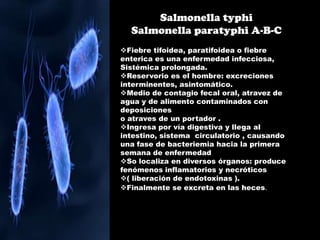 Salmonella typhi
Salmonella paratyphi A-B-C
Fiebre tifoidea, paratifoidea o fiebre
enterica es una enfermedad infecciosa,
Sistémica prolongada.
Reservorio es el hombre: excreciones
interminentes, asintomático.
Medio de contagio fecal oral, atravez de
agua y de alimento contaminados con
deposiciones
o atraves de un portador .
Ingresa por vía digestiva y llega al
intestino, sistema circulatorio , causando
una fase de bacteriemia hacia la primera
semana de enfermedad
So localiza en diversos órganos: produce
fenómenos inflamatorios y necróticos
( liberación de endotoxinas ).
Finalmente se excreta en las heces.
 