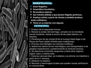  Gram Negativa.
 Anaeróbica Facultativa.
 No produce esporas.
 Son móviles debido a que poseen flagelos peritricos.
 Produce nitrito a partir de nitrato y también produce
ácido sulfhídrico.
 Tiene en su exterior una cápsula.
1. Evasión de la respuesta inmune.
2. Resiste la acidez del estómago, compite con la microbiota
normal residente, resiste la acción de las sales biliares y la
lisozima.
3. Penetración de las células M de la mucosa hasta llegar a las
Placas de Peyer (tejido linfoide) para multiplicarse.
4. Provoca una linfangitis con necrosis multifocal.
5. Sobreviven dentro de los macrófagos y son transportados a los
ganglios mesentéricos y posteriormente al conducto torácico.
6. Se diseminan al torrente sanguíneo y hacia otros órganos:
hígado, bazo y médula ósea.
7. Coloniza vesícula biliar, se multiplica y se elimina vía intestinal a
partir de la 3° semana.
8. Adhesión al intestino.
9. Necrosis y hemorragias locales que pueden causar perforación
en vesícula biliar.
 
