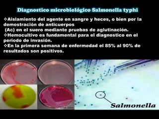 Aislamiento del agente en sangre y heces, o bien por la
demostración de anticuerpos
(Ac) en el suero mediante pruebas de aglutinación.
Hemocultivo es fundamental para el diagnostico en el
periodo de invasión.
En la primera semana de enfermedad el 85% al 90% de
resultados son positivos.
 