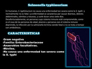 En humanos, S. typhimurium no causa una enfermedad tan severa como la S. typhi y
normalmente no es fatal. La enfermedad se caracteriza por causar diarreas, dolores
abdominales, vómitos y náuseas, y suele durar unos siete días.
Desafortunadamente, en personas cuyo sistema inmune esté comprometido, como
es el caso de las personas de edad, jóvenes y personas con el sistema inmune
deprimido, la infección por la salmonella termina siendo fatal si no se trata a tiempo
con antibióticos.
-Gram negativo
-Familia: Enterobacteriaceae
-Anaerobias facultativas.
-Móviles.
-No causa una enfermedad tan severa como
la S. typhi
 
