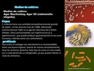 S. enterica tiene una cantidad extraordinariamente grande
de cepas : se han descrito más de 2.000. Salmonella
enterica Serovar Typhi es el agente infeccioso de la fiebre
tifoidea. Otras serovariedades son Typhimurium (o S.
typhimurium) , que puede producir gastroenteritis en los seres
humanos, referida como una salmonelosis.
Para evitar el contagio con esta bacteria es recomendable
tener una buena higiene: lavarse las manos constantemente,
lavar las verduras, desechar todo tipo de carne en mal estado
aun si está dentro de un refrigerador, ya que puede infectar el
resto de alimentos.
Medios de cultivo:
Agar MacConkey, Agar SS (salmonella-
shigella).
 
