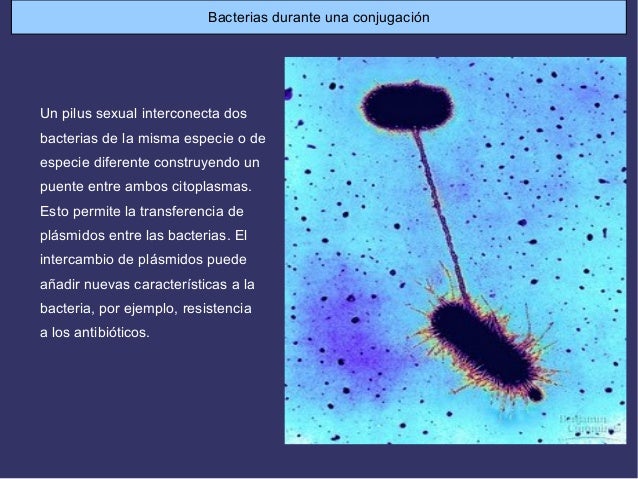 Bacter