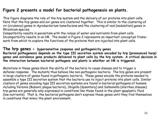 10
Figure 2 presents a model for bacterial pathogenesis on plants.
This figure diagrams the role of the hrp system and the delivery of avr proteins into plant cells.
Note that the hrp genes and avr genes are clustered together. This is similar to the clustering of
vir (virulence) genes in Agrobacterium tumefaciens and the clustering of nod (nodulation) genes in
Rhizobium species.
Compatibility results in parasitism with the releas of water and nutrients from plant cells.
Incompatibility results in an HR. The model in Figure 2 represents an important conceptual frame-
work from which to explore the functions of the proteins that are injected into plant cells.
The hrp genes = hypersensitive response and pathogenicity genes
Bacterial pathogenesis depends on the type III secretion system encoded by hrp (pronounced harp)
genes and avirulence gene products delivered to plant cells by the hrp system. A critical decision in
the interaction between bacterial pathogens and plants is whether an HR is triggered.
Mutations in these genes block the ability of the bacteria to cause disease and to trigger a
defense response. The mutants thus behave like non-pathogenic bacteria. The hrp genes are present
in large clusters of genes found in pathogenic bacteria. These genes encode the proteins needed to
assemble a type III secretion system that the bacteria use to inject proteins into plant cells. Similar
clusters of genes encoding type III secretion systems are found in bacterial pathogens of humans
including Yersinia (Bubonic plague bacteria), Shigella (dysentery) and Salmonella (diarrhea disease).
hrp genes are generally only expressed in conditions like those found in the plant apoplastic fluid
(low nutrients). That is, the bacterial pathogens don’t express these genes until they find themselves
in conditions that mimic the plant environment.
 