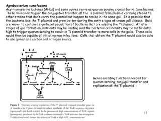 17
Agrobacterium tumefaciens
Acyl-homoserine lactones (AHLs) and some opines serve as quorum sensing signals for A. tumefaciens.
These molecules trigger the conjugative transfer of the Ti plasmid from plasmid carrying strains to
other strains that don’t carry the plasmid but happen to reside in the same gall. It is possible that
the bacteria lose the Ti plasmid and grow better during the early stages of crown gall disease. Galls
are known to contain a significant population of bacteria that are missing the Ti plasmid. At later
stages of gall formation, nutrients may be limiting and the bacterial cell density may be sufficiently
high to trigger quorum sensing to result in Ti plasmid transfer to more cells in the galls. These cells
would then be capable of initiating new infections. Cells that obtain the Ti plasmid would also be able
to use opines as a carbon and nitrogen source.
Genes encoding functions needed for
quorum sensing, conjugal transfer and
replication of the Ti plasmid
 