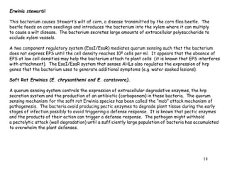 18
Erwinia stewartii
This bacterium causes Stewart’s wilt of corn, a disease transmitted by the corn flea beetle. The
beetle feeds on corn seedlings and introduces the bacterium into the xylem where it can multiply
to cause a wilt disease. The bacterium secretes large amounts of extracellular polysaccharide to
occlude xylem vessels.
A two component regulatory system (EsaI/EsaR) mediates quorum sensing such that the bacterium
does not express EPS until the cell density reaches 108 cells per ml. It appears that the absence of
EPS at low cell densities may help the bacterium attach to plant cells (it is known that EPS interferes
with attachment). The EsaI/EsaR system that senses AHLs also regulates the expression of hrp
genes that the bacterium uses to generate additional symptoms (e.g. water soaked lesions).
Soft Rot Erwinias (E. chrysanthemi and E. caratovora).
A quorum sensing system controls the expression of extracellular degradative enzymes, the hrp
secretion system and the production of an antibiotic (carbapenem) in these bacteria. The quorum
sensing mechanism for the soft rot Erwinia species has been called the “mob” attack mechanism of
pathogenesis. The bacteria avoid producing pectic enzymes to degrade plant tissue during the early
stages of infection possibly to avoid triggering a defense response. It is known that pectic enzymes
and the products of their action can trigger a defense response. The pathogen might withhold
a pectolytic attack (wall degradation) until a sufficiently large population of bacteria has accumulated
to overwhelm the plant defenses.
 
