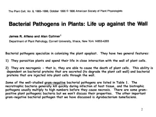 2
Bacterial pathogens specialize in colonizing the plant apoplast. They have two general features:
1) They parasitize plants and spend their life in close interaction with the wall of plant cells.
2) They are necrogenic - that is, they are able to cause the death of plant cells. This ability is
dependent on bacterial proteins that are secreted (to degrade the plant cell wall) and bacterial
proteins that are injected into plant cells through the wall.
Some of the well-studied gram-negative bacterial pathogens are listed in Table 1. The
necrotrophic bacteria generally kill quickly during infection of host tissue, and the biotrophic
pathogens usually multiply to high numbers before they cause necrosis. There are some gram-
positive plant pathogenic bacteria but we won’t discuss their properties. The other important
gram-negative bacterial pathogen that we have discussed is Agrobacterium tumefaciens.
 