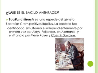 ¿QUÉ ES EL BACILO ANTHRACIS?
 Bacillus anthracis es una especie del género
Bacterias Gram positivas Bacillus. La bacteria fue
identificada simultánea e independientemente por
primera vez por Aloys Pollender, en Alemania, y
en Francia por Pierre Rayer y Casimir Davaine.
 