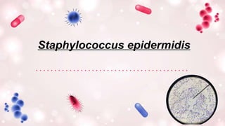 Staphylococcus epidermidis
 