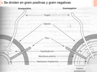  Se dividen en gram positivas y gram negativas
 