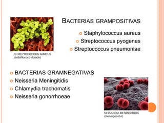 BACTERIAS GRAMPOSITIVAS
 Staphylococcus aureus
 Streptococcus pyogenes
 Streptococcus pneumoniae
 BACTERIAS GRAMNEGATIVAS
 Neisseria Meningitidis
 Chlamydia trachomatis
 Neisseria gonorrhoeae
 
