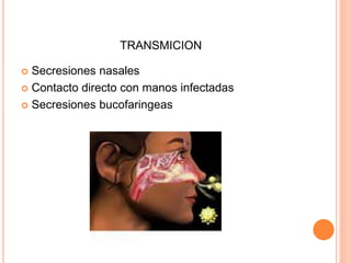 TRANSMICION
 Secresiones nasales
 Contacto directo con manos infectadas
 Secresiones bucofaringeas
 