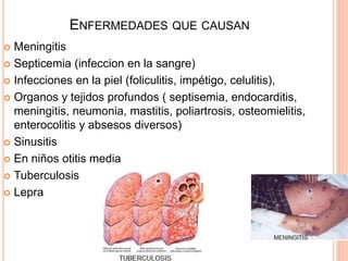 ENFERMEDADES QUE CAUSAN
 Meningitis
 Septicemia (infeccion en la sangre)
 Infecciones en la piel (foliculitis, impétigo, celulitis),
 Organos y tejidos profundos ( septisemia, endocarditis,
meningitis, neumonia, mastitis, poliartrosis, osteomielitis,
enterocolitis y absesos diversos)
 Sinusitis
 En niños otitis media
 Tuberculosis
 Lepra
 