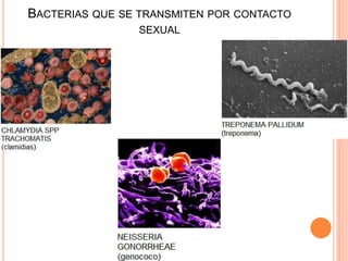 BACTERIAS QUE SE TRANSMITEN POR CONTACTO
SEXUAL
 
