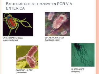 BACTERIAS QUE SE TRANSMITEN POR VIA
ENTERICA
 