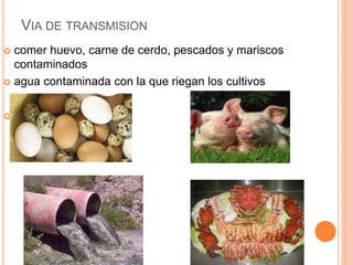 VIA DE TRANSMISION
 comer huevo, carne de cerdo, pescados y mariscos
contaminados
 agua contaminada con la que riegan los cultivos
 agua contaminada
 