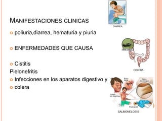 MANIFESTACIONES CLINICAS
 poliuria,diarrea, hematuria y piuria
 ENFERMEDADES QUE CAUSA
 Cistitis
Pielonefritis
 Infecciones en los aparatos digestivo y respiratorio
 colera
 
