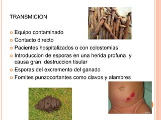 TRANSMICION
 Equipo contaminado
 Contacto directo
 Pacientes hospitalizados o con colostomias
 Introduccion de esporas en una herida profuna y
causa gran destruccion tisular
 Esporas del excremento del ganado
 Fomites punzocortantes como clavos y alambres
 