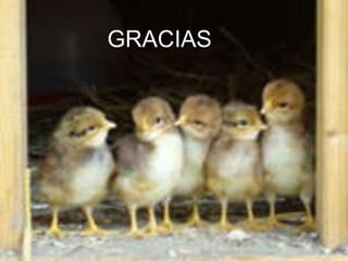 GRACIAS
 