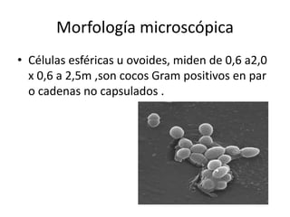 Morfología microscópica
• Células esféricas u ovoides, miden de 0,6 a2,0
x 0,6 a 2,5m ,son cocos Gram positivos en par
o cadenas no capsulados .
 