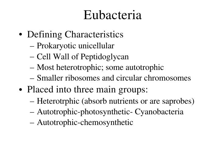 Bacteria