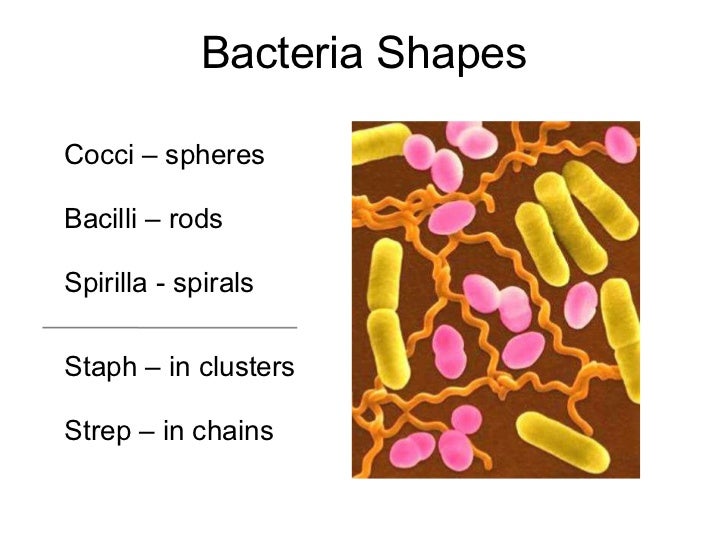 Bacteria